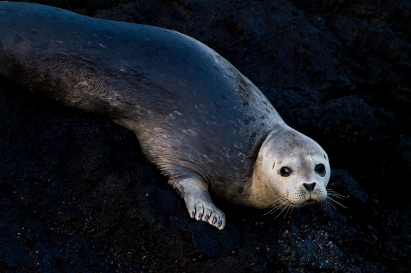 Harbor Seal